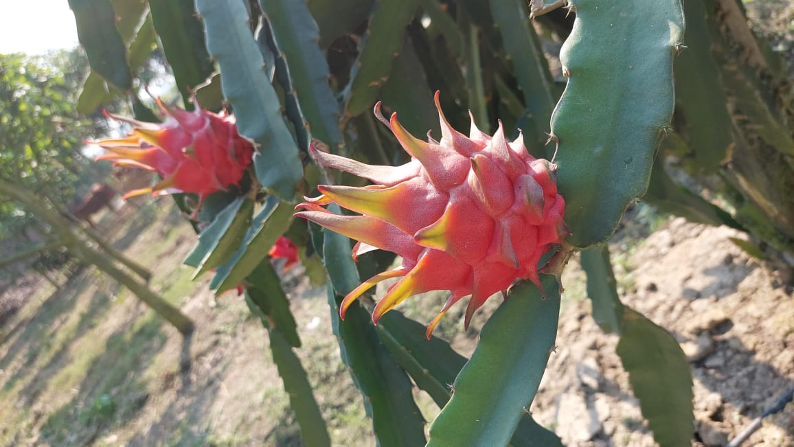 ড্রাগন ফল